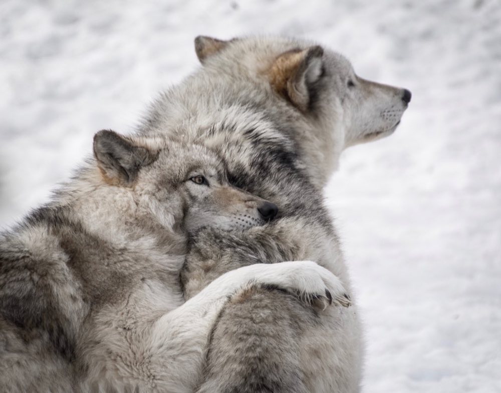 Two grey wolves resting together in snow, one leaning against the other