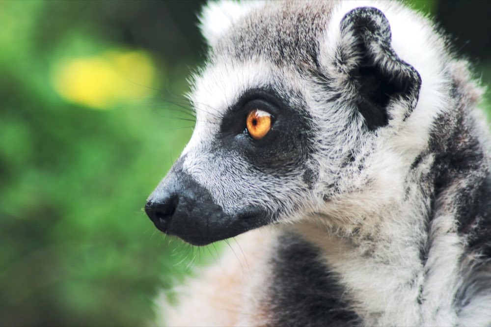 Profile of a ring-tailed lemur with a bright amber eye