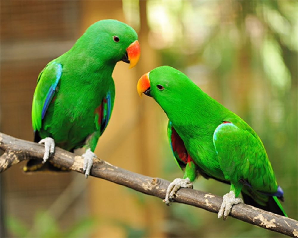 Two bright green parrots facing each other on a branch